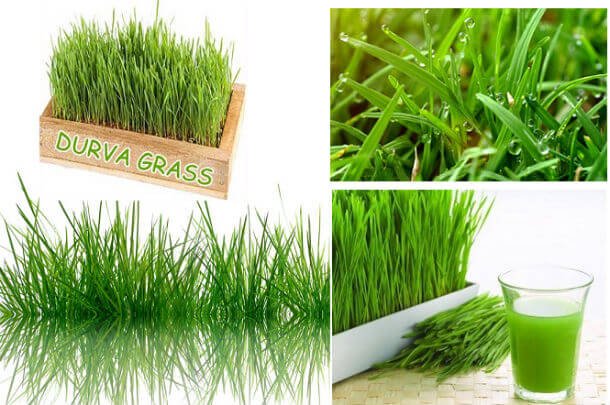 doob grass durva ghas benefits hindi दूब घास के फायदे तथा औषधीय गुण जो कई रोगों को करे दूर
